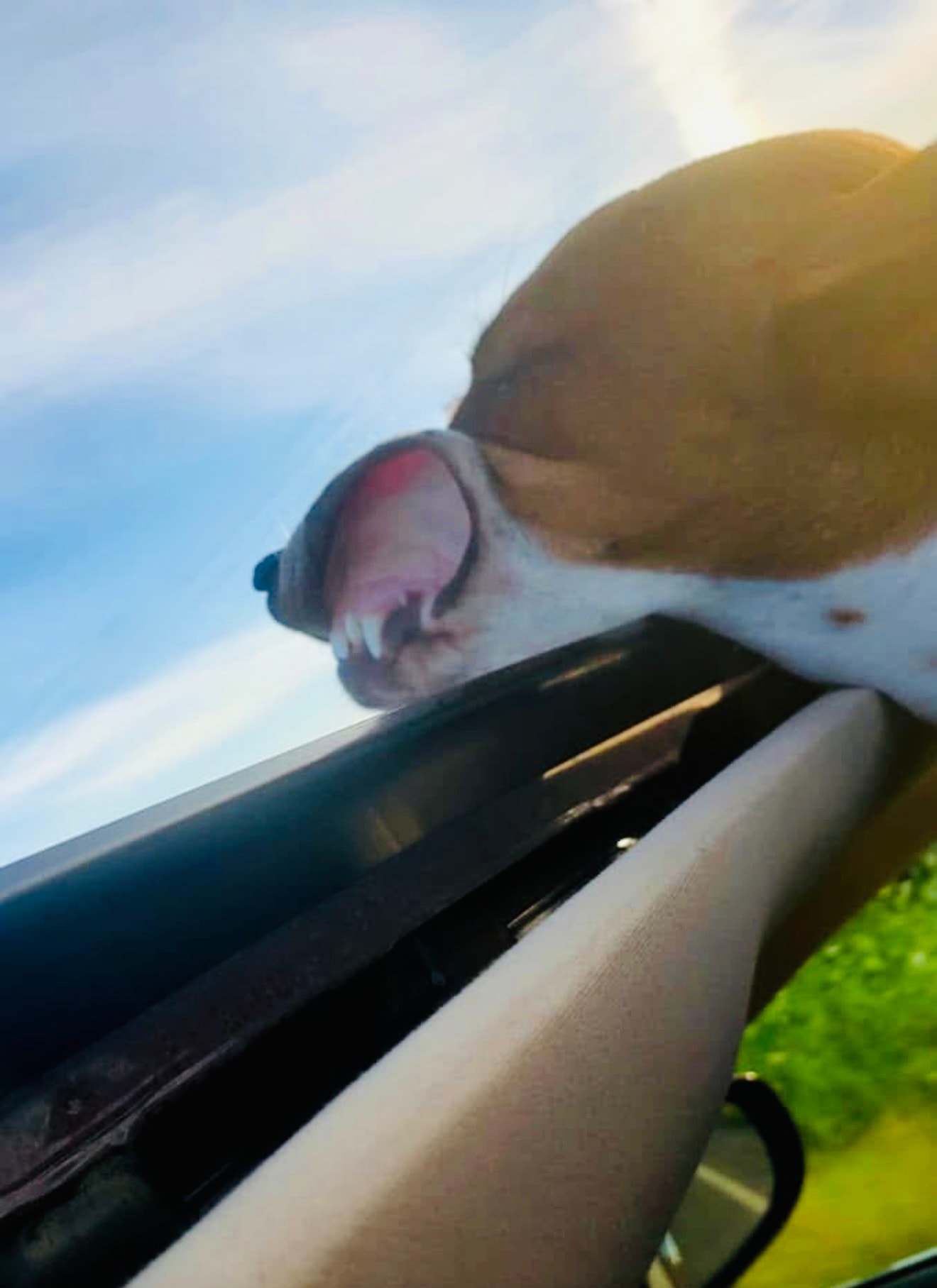 Haddie Wynn enjoying a car ride